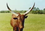 Watusi Cattle